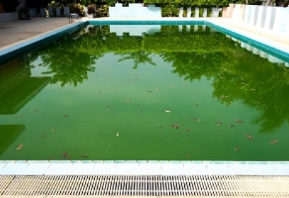 Poolwasser grün: 5 hilfreiche Tipps für klares Wasser | ALBIXON